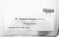 Lentinus brumalis image